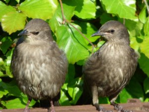 Young Starlings