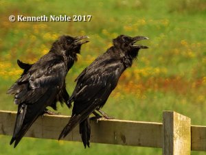Ravens are song birds, technically