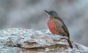 Ground Woodpecker