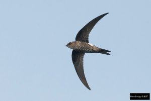 Pacific Swift (Apus pacificus)