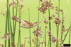 Australian Reed Warbler (Acrocephalus australis)