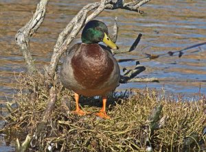 Mallard Drake