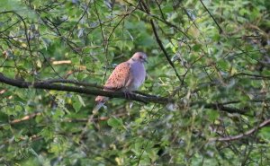 Turtle Dove