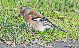 Chaffinch