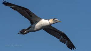 young Gannet