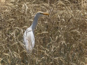 Cattle Egret in the Grass