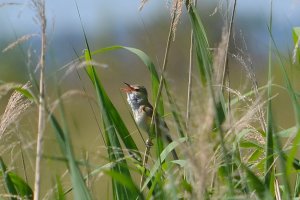 great reed warbler