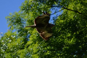 common buzzard