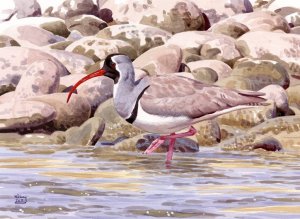 Ibisbill along the Indus River