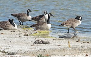 Canada Geese and White-faced Heron