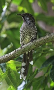 Little Wattlebird