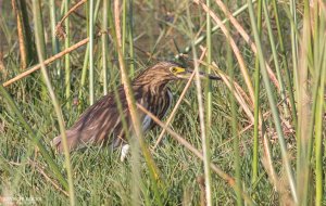 Malagasy Pond Heron