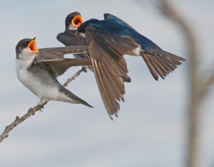 Feeding Time.