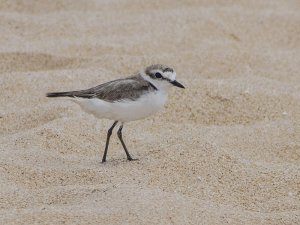 Kentish Plover