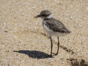 Young Kentish Plover