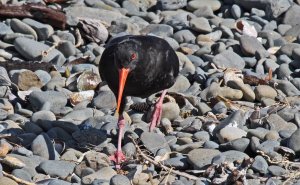 Oystercatcher