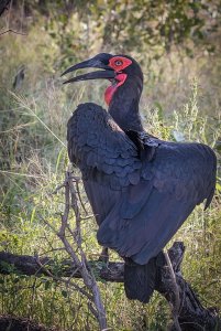 Southern Ground Hornbill