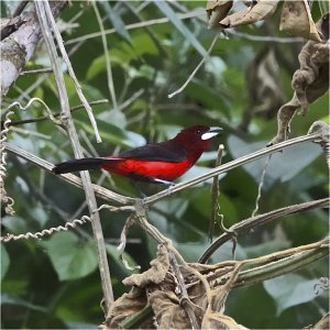 Black-bellied Tanager (male)