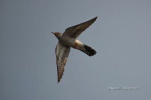 Eurasian Cuckoo in flight