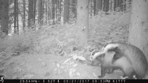 Badgers at "work"