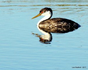 Western Grebe