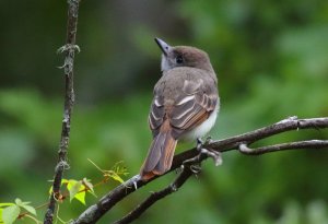 Great Crested Flycatcher, juvenile