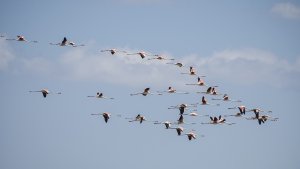Flight of the Flamingoes