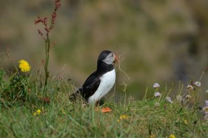 It's hard work this nest building