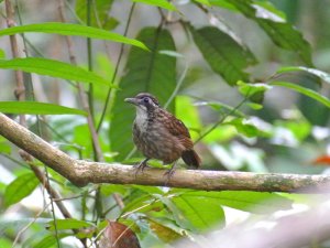 Large Wren-babbler