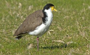 Spur-winged Plover