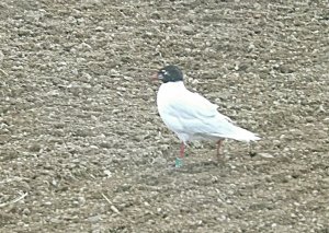 Med gull with colour ring
