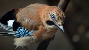 Another Juvenile Jay