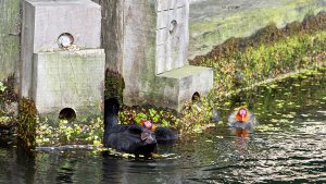 Coots feasting on the lock