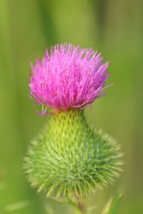 Thistle