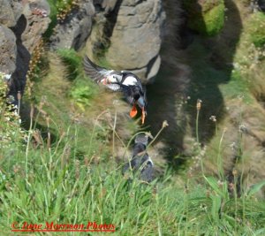 Puffin calling Burrow, prepare for crash landing