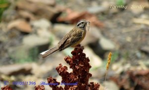 Rock Bunting with its dinner