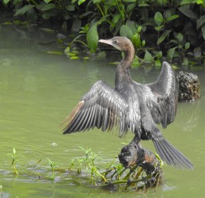 Little Cormorant