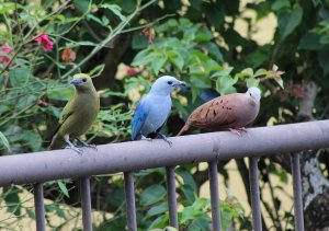 Palm Tanager/Blue-grey Tanager/Ruddy Ground-Dove (male)