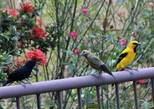 White-lined Tanager (male) / Palm Tanager / Yellow Oriole