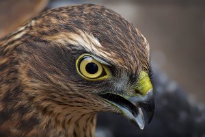 Sparrowhawk - juvenile