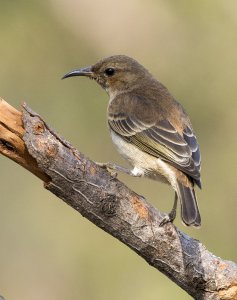 Female Scarlet Honeyeater