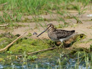 South American Snipe
