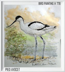 Pied Avocet