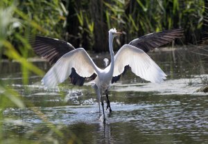 Great Egret