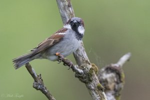 House Sparrow with attitude