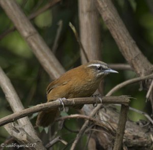 Mantaro wren