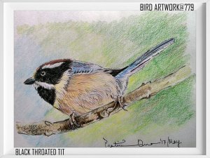 Black throated tit