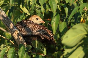 Immature Wild Turkey