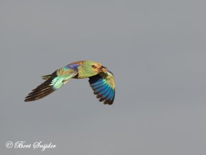 European Roller