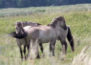 Konik Ponies